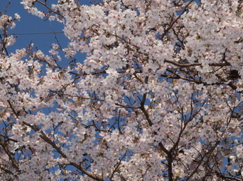 20120331升形の桜E-520_0009.jpg